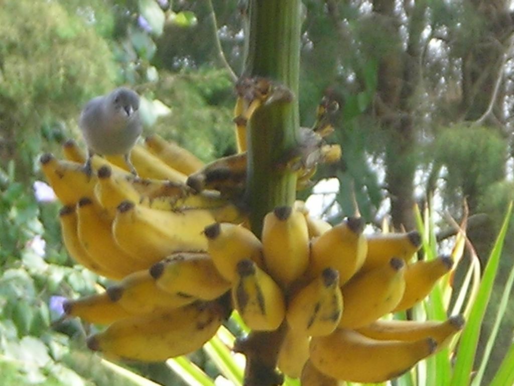 Morada Crisalida Hotell Praia do Rosa Eksteriør bilde